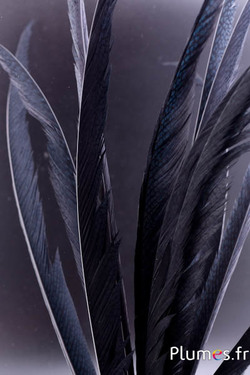 Faisan doré - 55-65 cm - noir